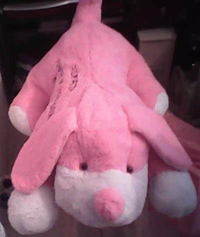 CACHORRÃO DEITADO